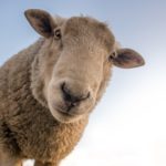 Mouton